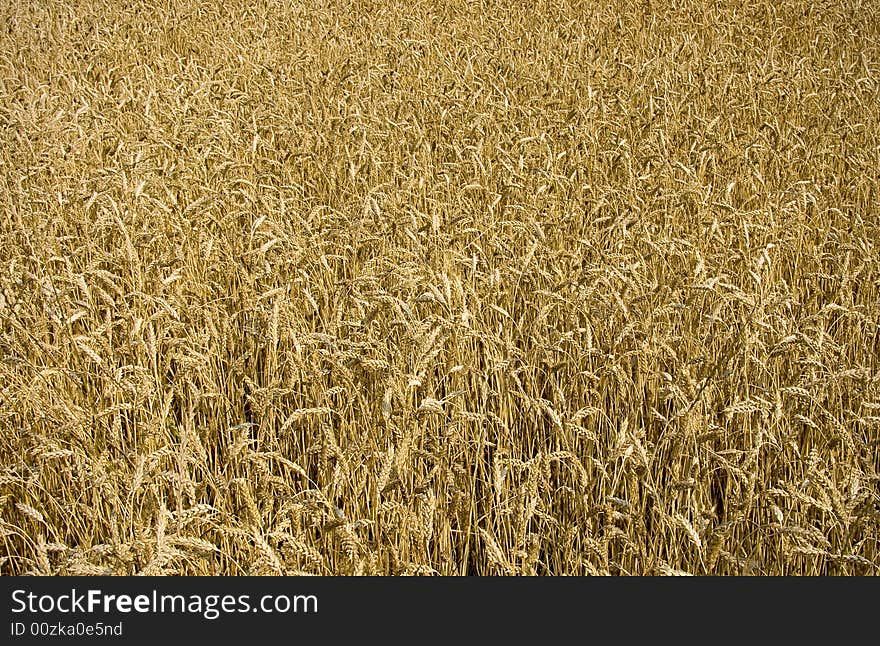 Wheat field ready for harvest