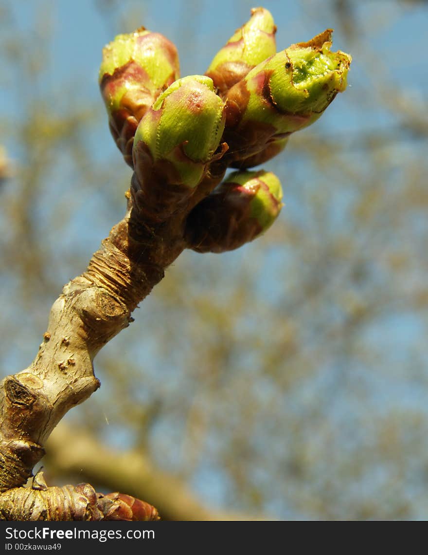 Spring in the tree branches