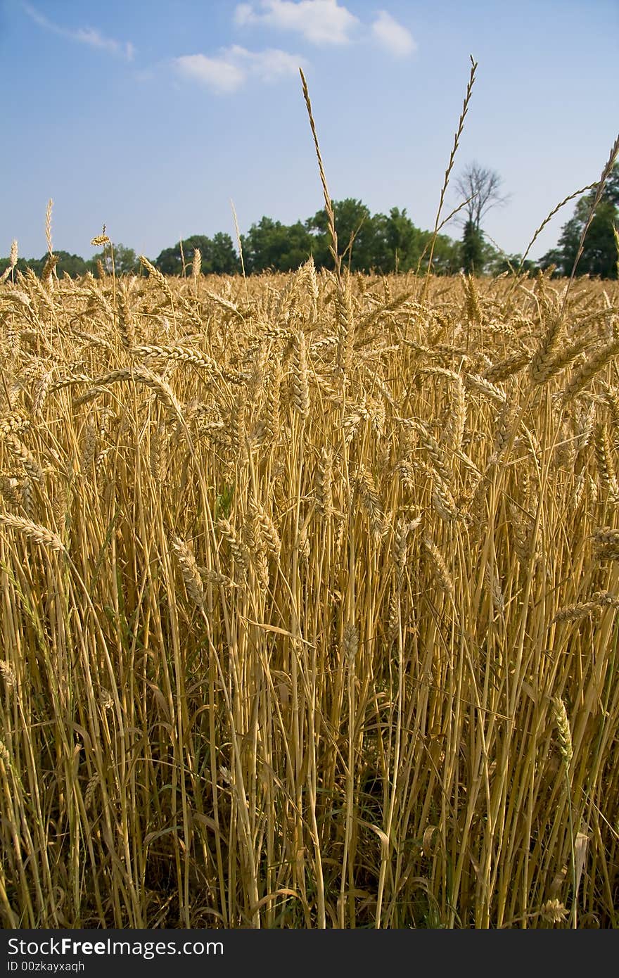 Golden field of wheat