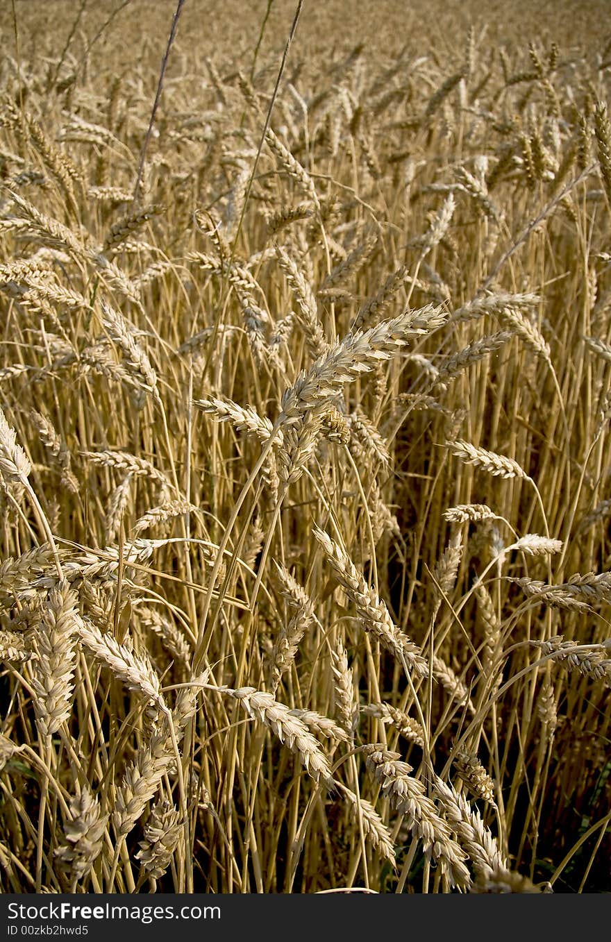 Wheat field