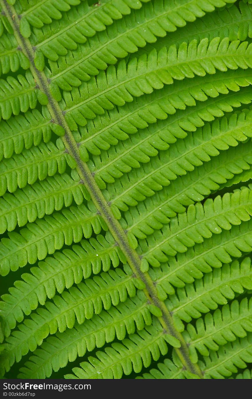 Close up of green fern leaf in the forest. Close up of green fern leaf in the forest