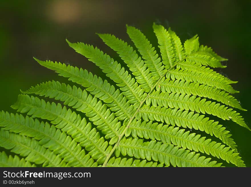 Close up of green fern leaf in the forest. Close up of green fern leaf in the forest