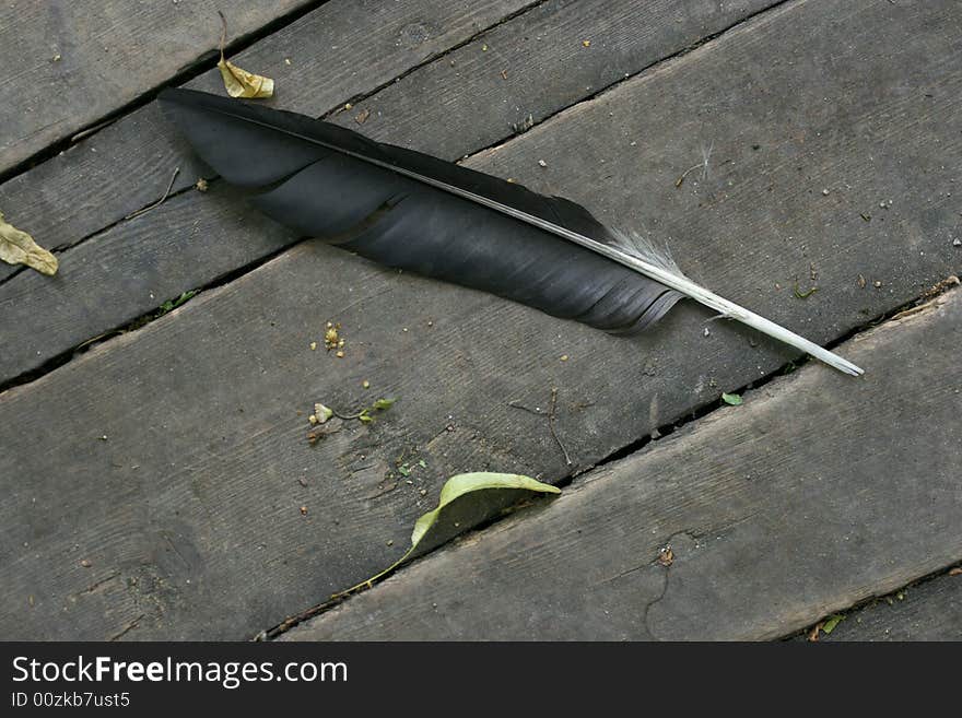 Hooded Crow Feather