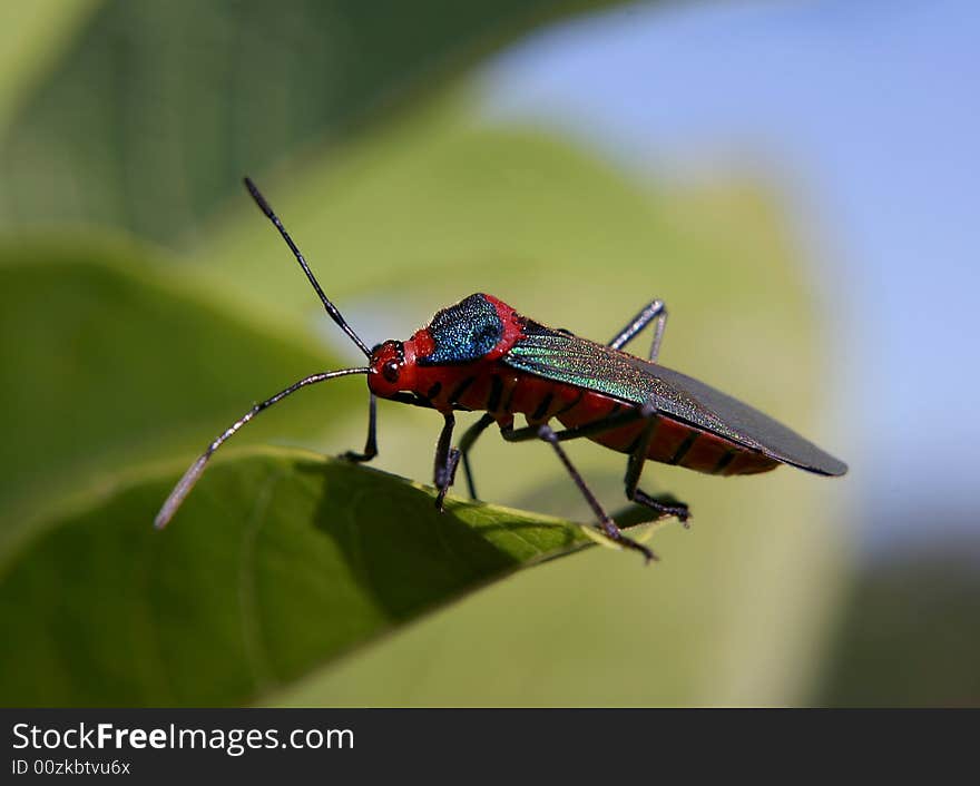 Small Colored Insect