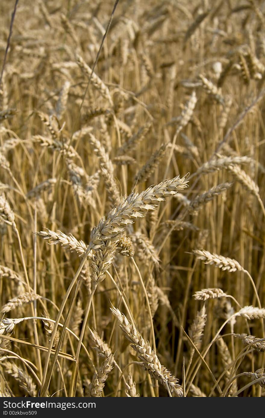 Close up of wheat field