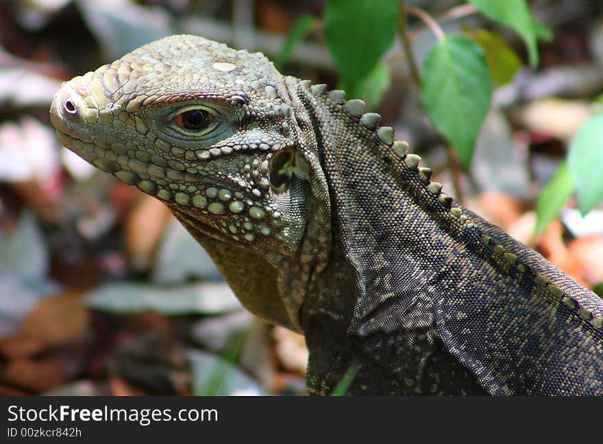 A Iguana look