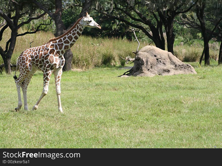 Young giraffe walking across the grass