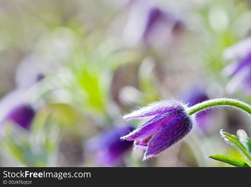 Abloom pasqueflower