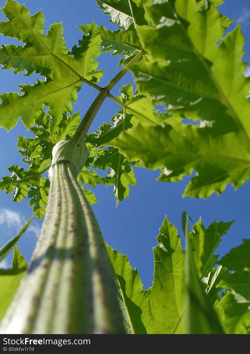 View of open sky from a bug's perspective. View of open sky from a bug's perspective.