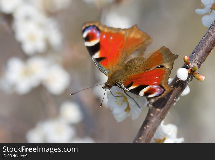 Red Butterfly On The Branch Of Tree Vertical