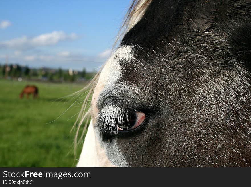 White Lashes