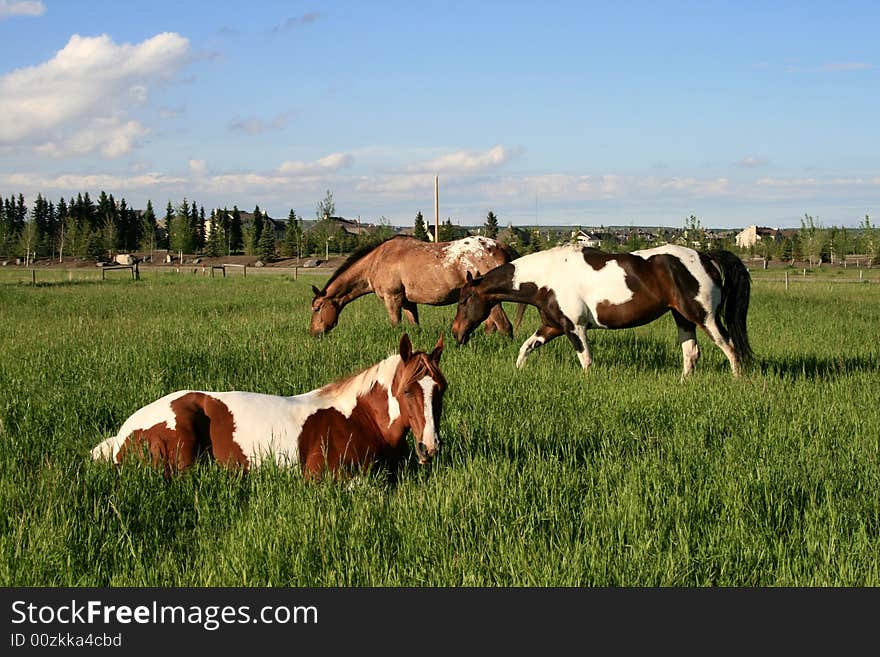 Urban Ponies