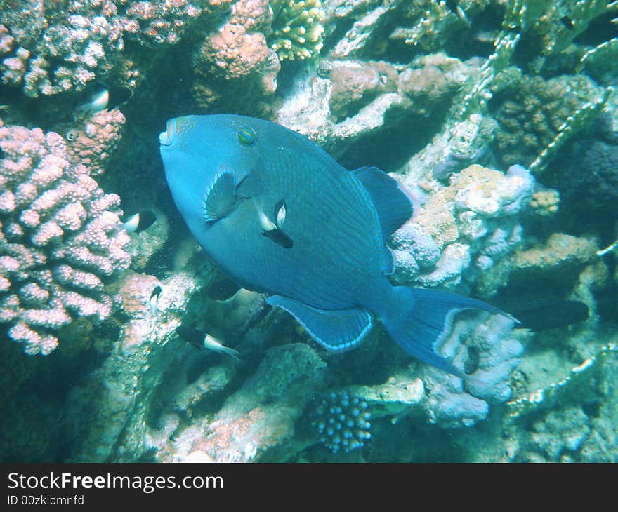 Coral fish in the Red sea