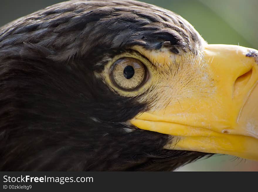 Head of whiteshoulder sea eagle  (hawk family)