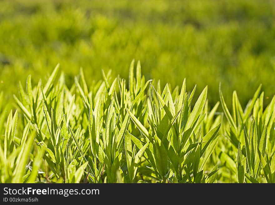 Green grass over the sun