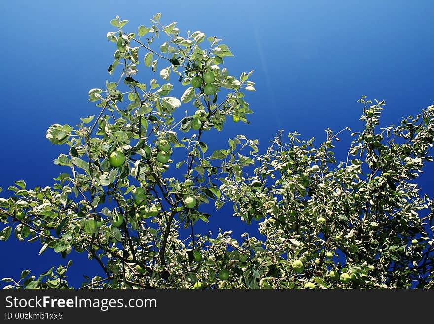 Apple tree on blue background, beautiful sky