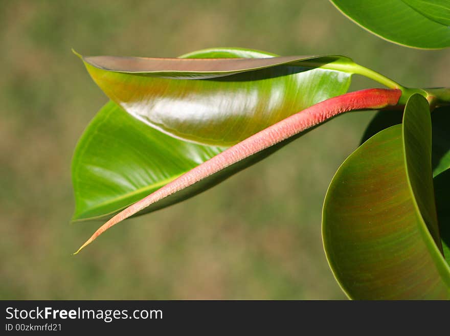 Rubber plant/tree

Simple but effective love the sheen on the leaves on this one !. Rubber plant/tree

Simple but effective love the sheen on the leaves on this one !