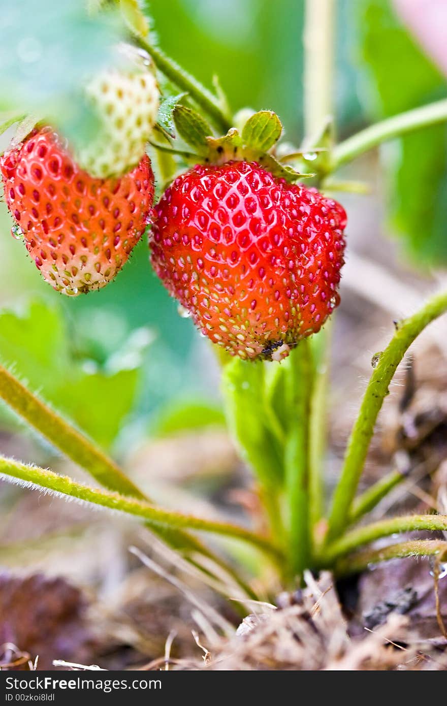 Nature series: tasty ripe red strawberry on  the bush