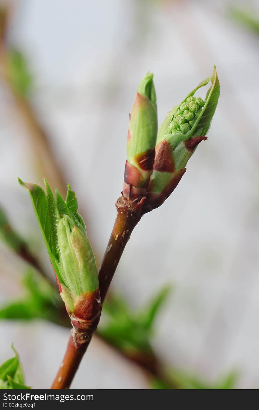 Young foliage 2