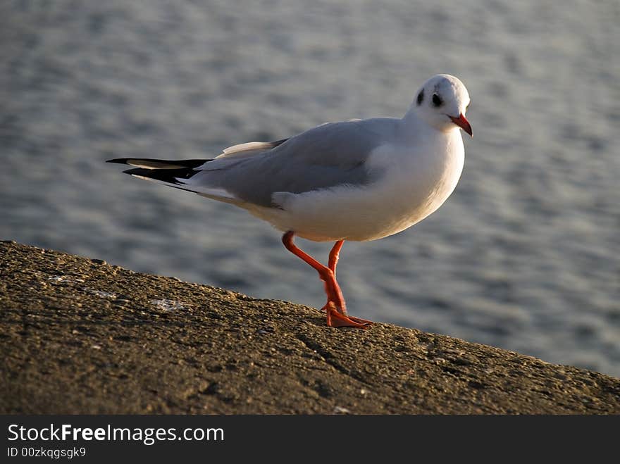 A seagull is walking in the habour