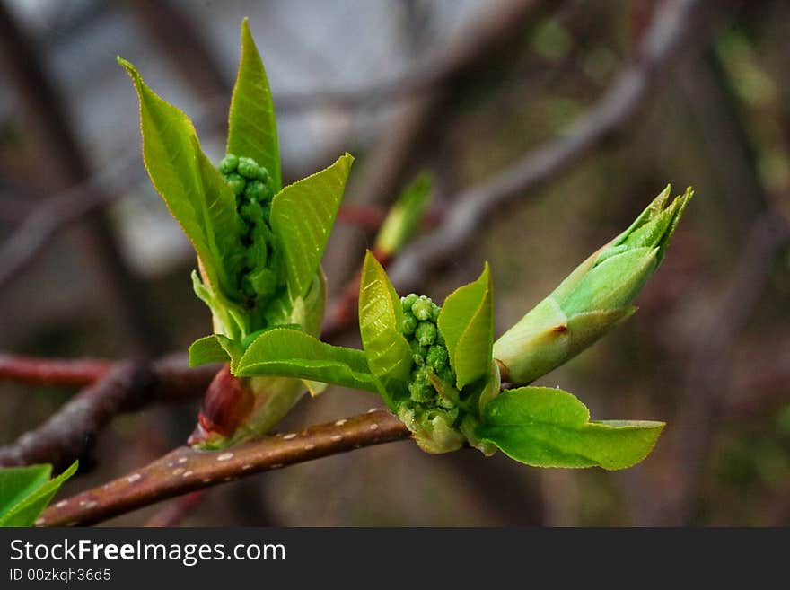 Young foliage 3