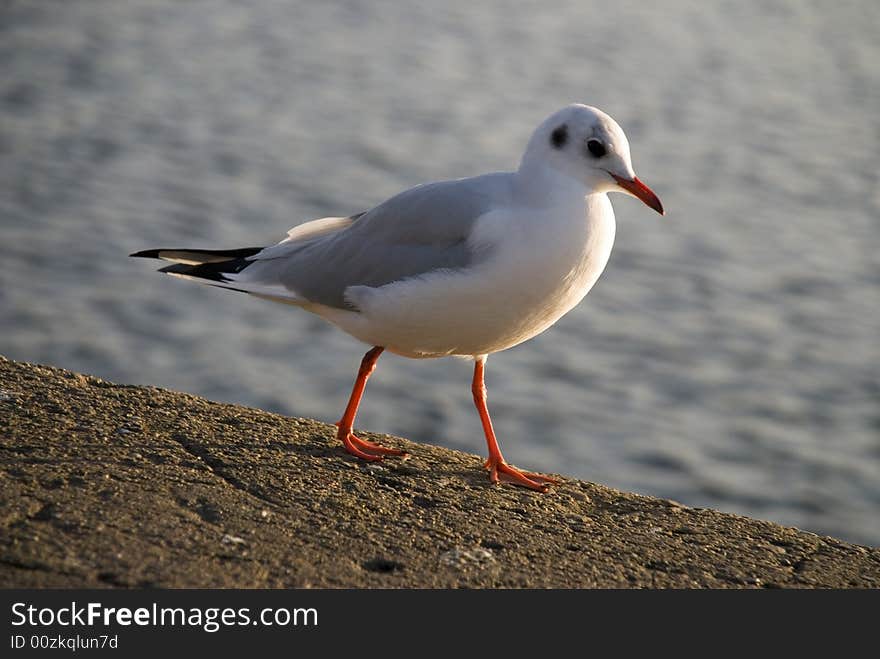 A seagull is walking in the habour