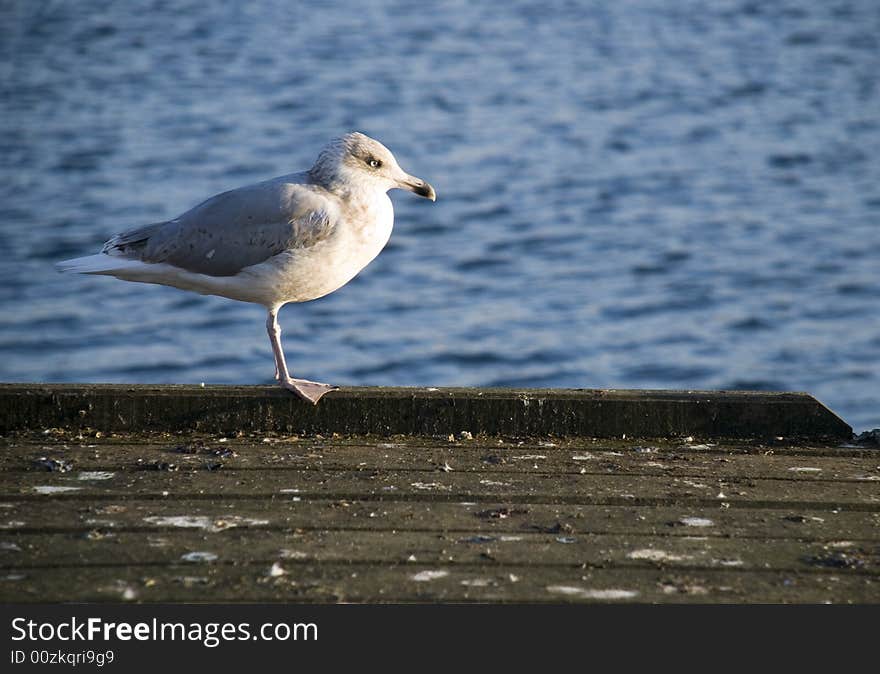 A seagull is waiting in the habour