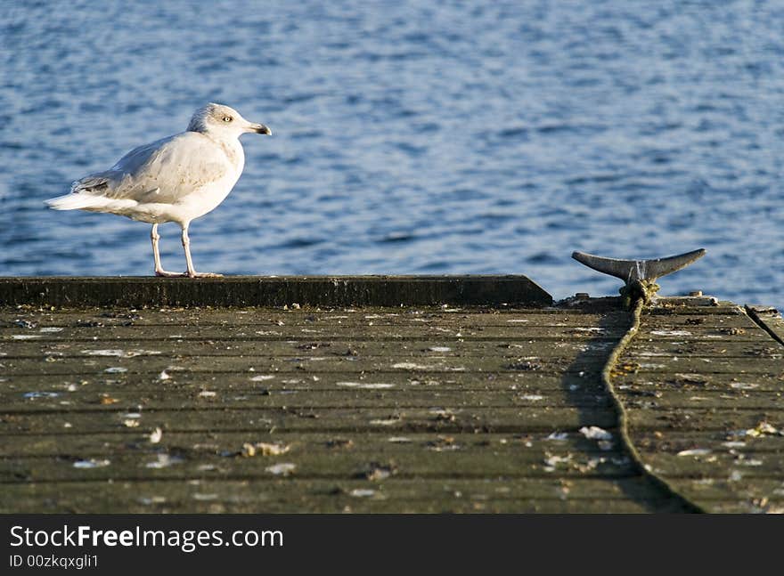 A seagull is waiting in the habour