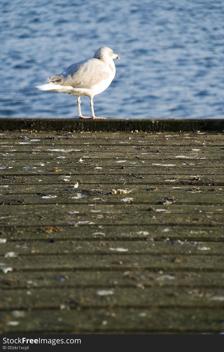 A seagull is waiting in the habour