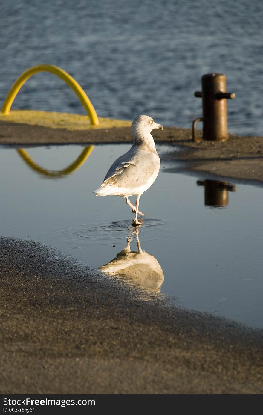 Seagull