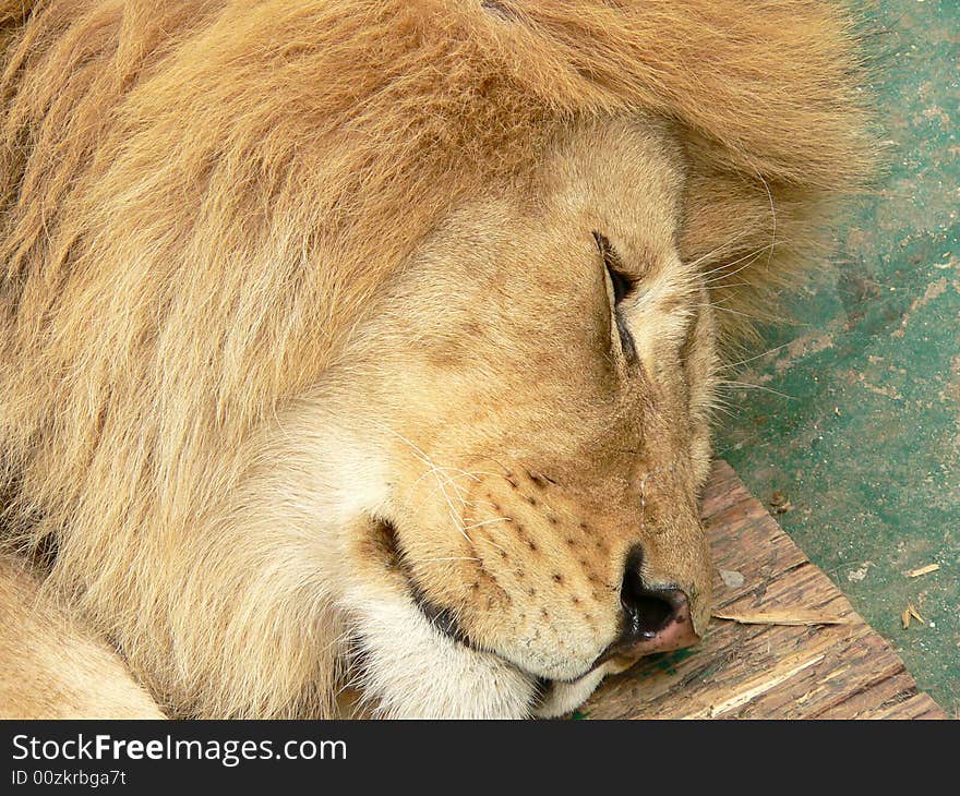 Sleeping lion (in the zoo)