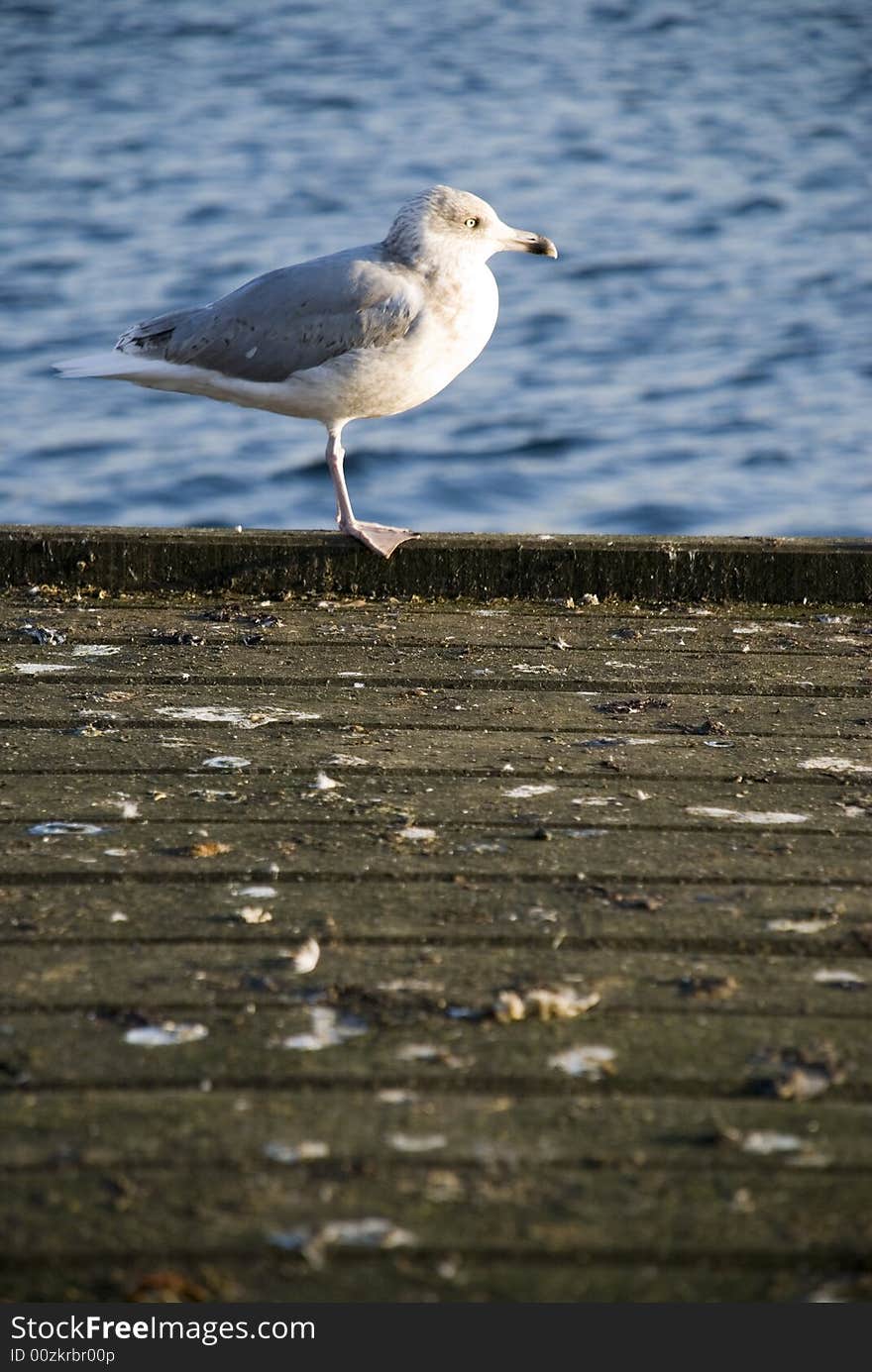 A seagull is walking in the habour