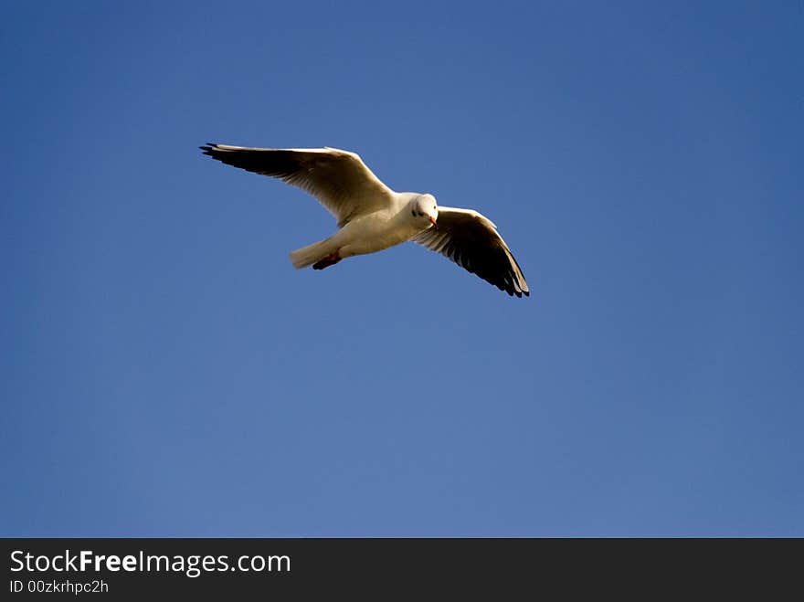 A seagull is flying in the blue sky