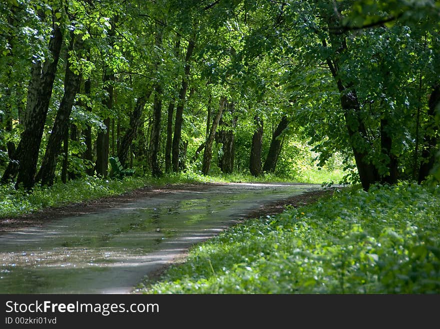 Footpath through a green summer forest