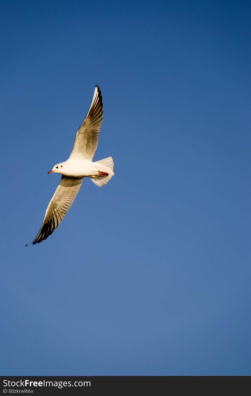 A seagull is flying in the blue sky