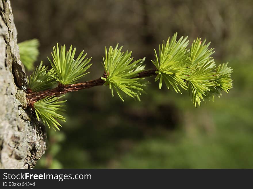 Fresh tree shoots growing in early spring