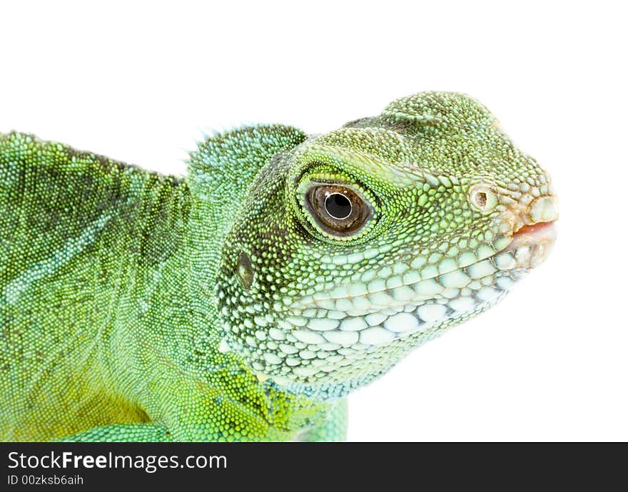 Head and facel of an adult agama Physignathus cocincinus