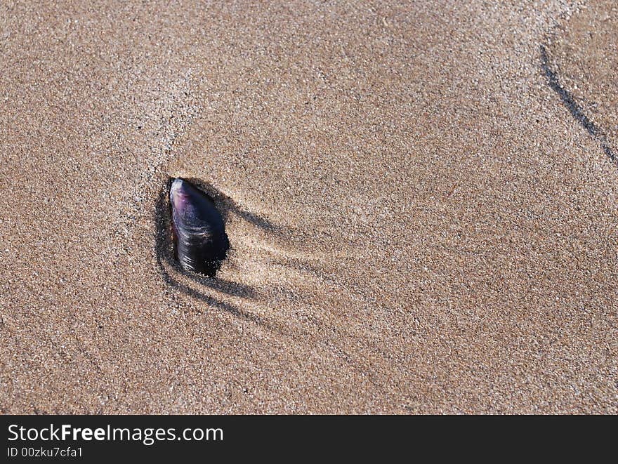 Mussel Shell