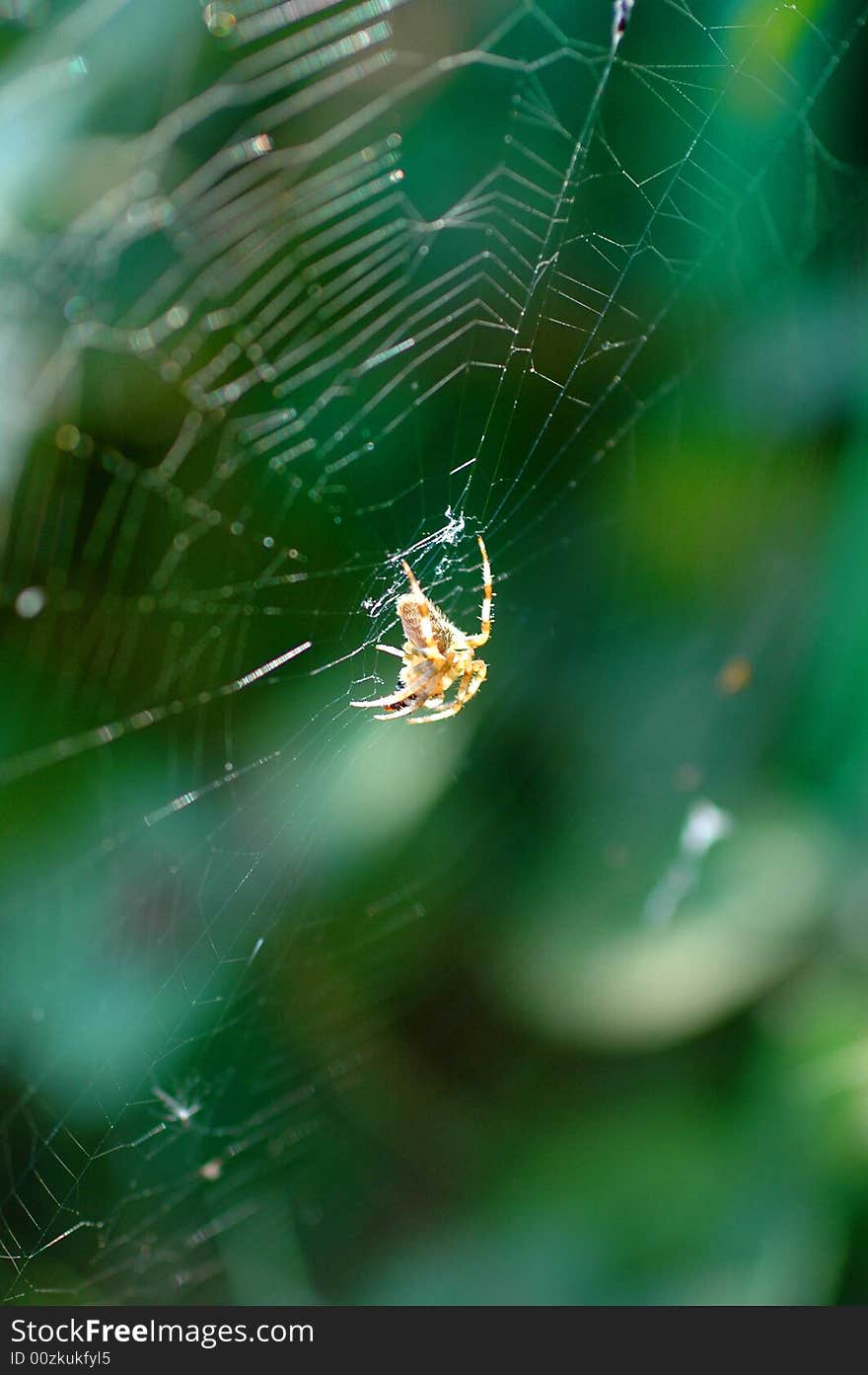 A spider crawling across its web against a green background. A spider crawling across its web against a green background.