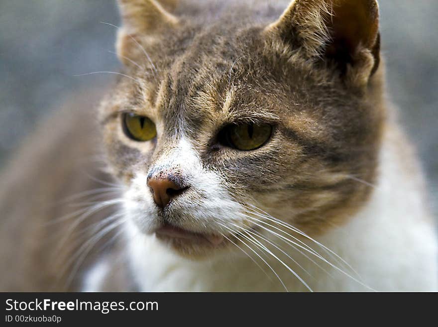 House cat with intense eyes