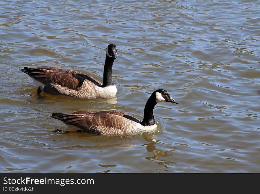 A pair of Canadian geese swimming on a lake