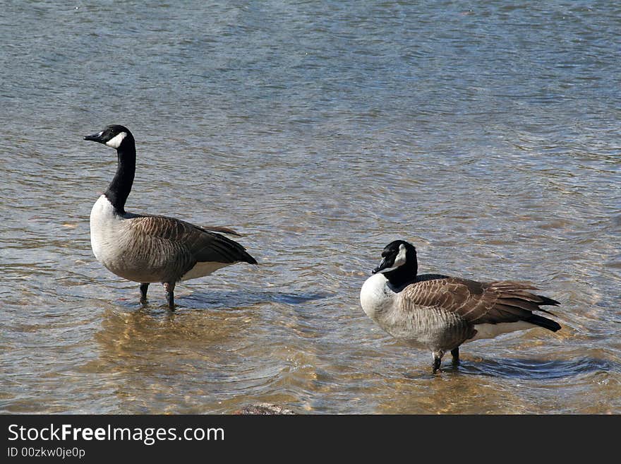 Canadian geese