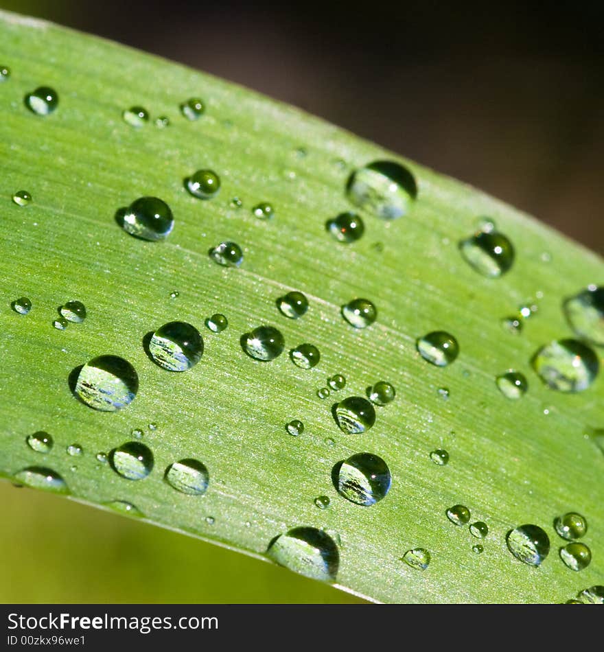 Iris flower blade with water drops in a garden. Iris flower blade with water drops in a garden