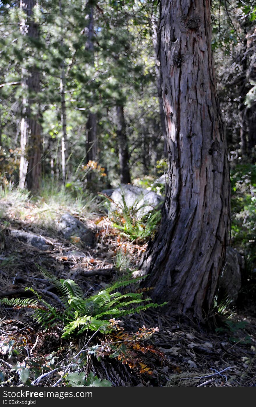 Forest in summertime in the mountains in southern california