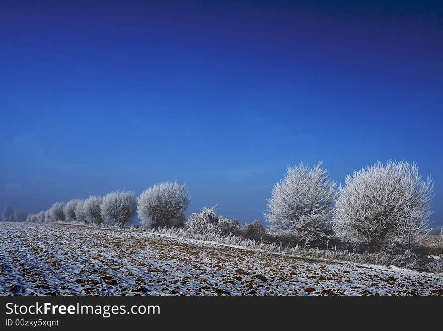 Meadow and trees in the sunny winter. Meadow and trees in the sunny winter