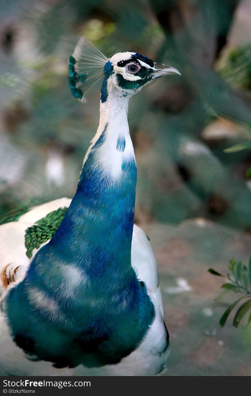 A beautiful white peacock head with green neck. A beautiful white peacock head with green neck