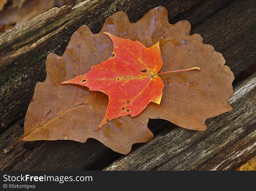 Maple leaf