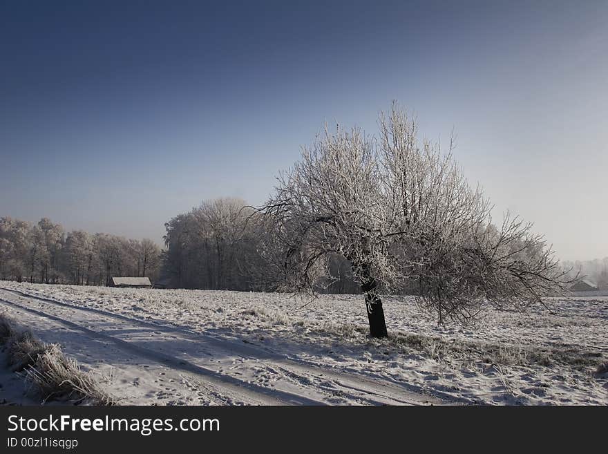 Sunny winter day