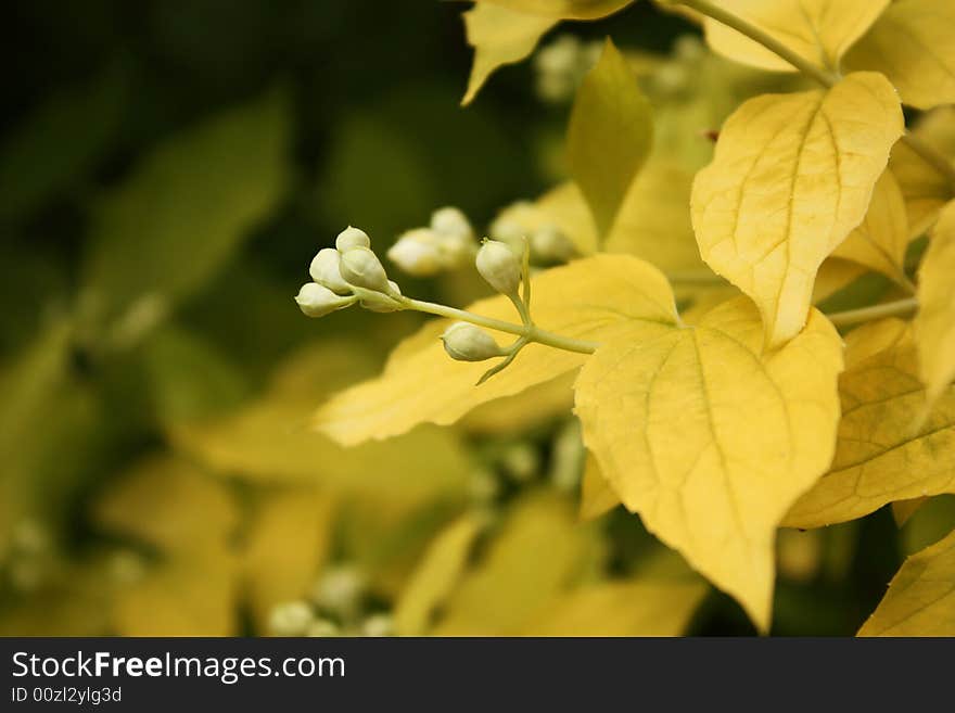 Green leafs in the forest. Green leafs in the forest