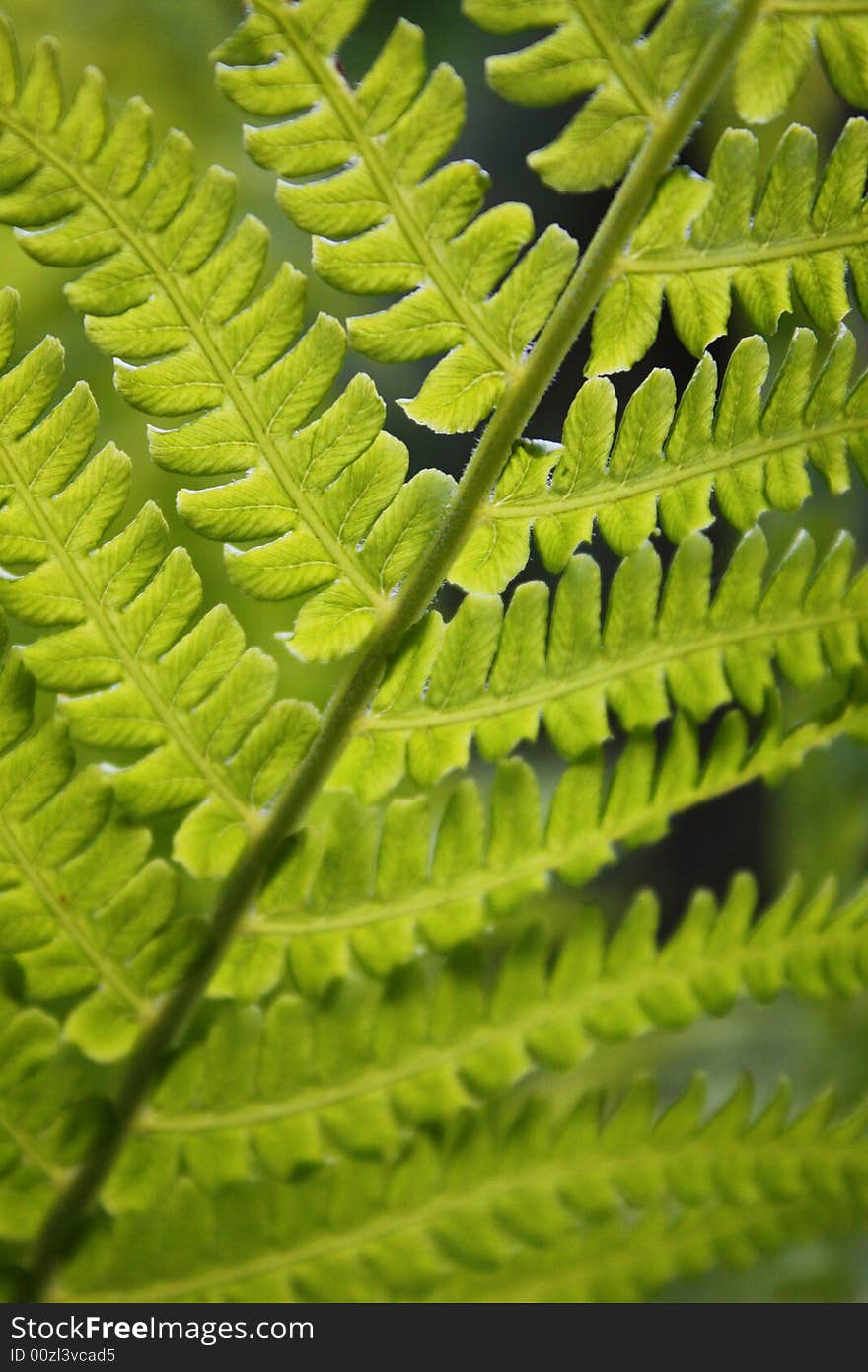 Green leafs in the forest. Green leafs in the forest